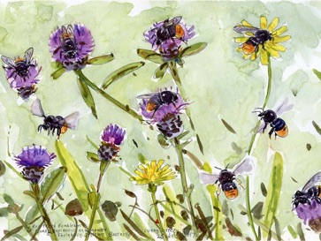 Moor Meadows Talks: Wild Bees, by Brigit Strawbridge Howard and John Walters