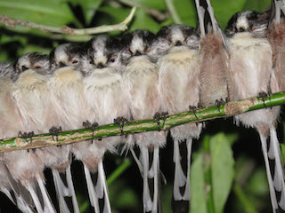 Long Tailed Tit