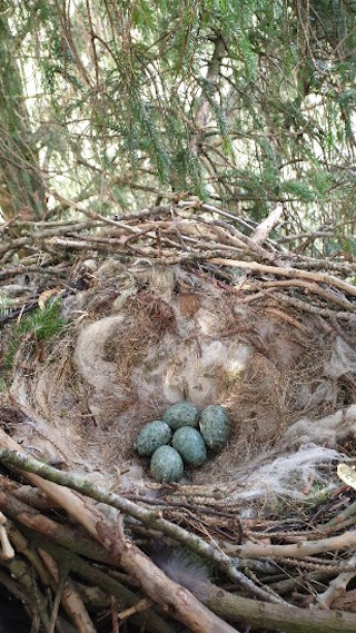 Raven Nest