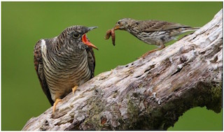 Dartmoor Birds Cuckoo