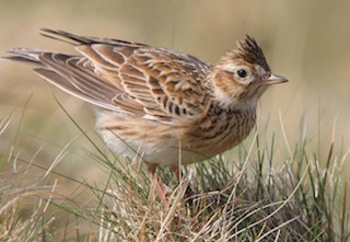 Dartmoor Birds Skylark