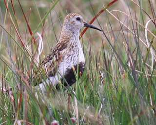 dunlin copyright Fiona Freshney