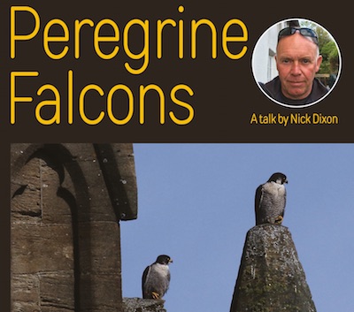 Talk: Peregrine Falcons, Nick Dixon