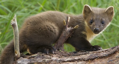 Talk: The Two Moors Pine Marten Project by Devon Wildlife Trust